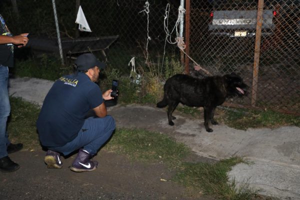 Sin agua, comida y entre sus heces, resc4tan a perrito en Morelia