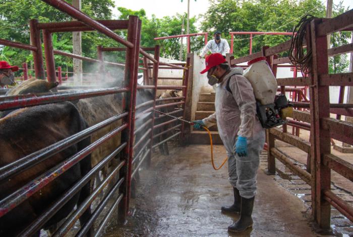 Sin fecha para abrir frontera: Cierre por gusano barrenador provoca crisis en México y EUA