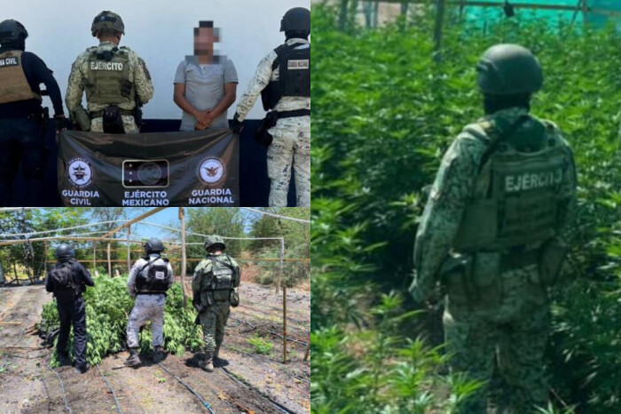 SSP detiene a hombre con invernadero de mariguana y destruye campamento clandestino