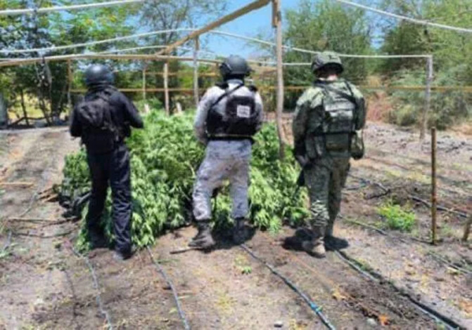 SSP detiene a hombre en plantío de mariguana y destruye campamento clandestino