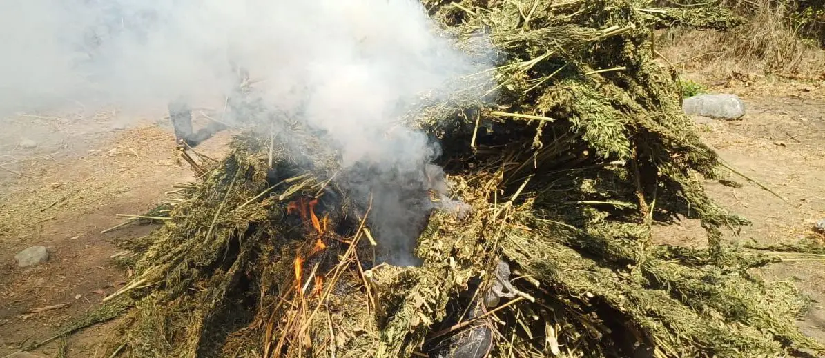 SSP y Defensa destruyen plantío de marihuana en Coahuayana