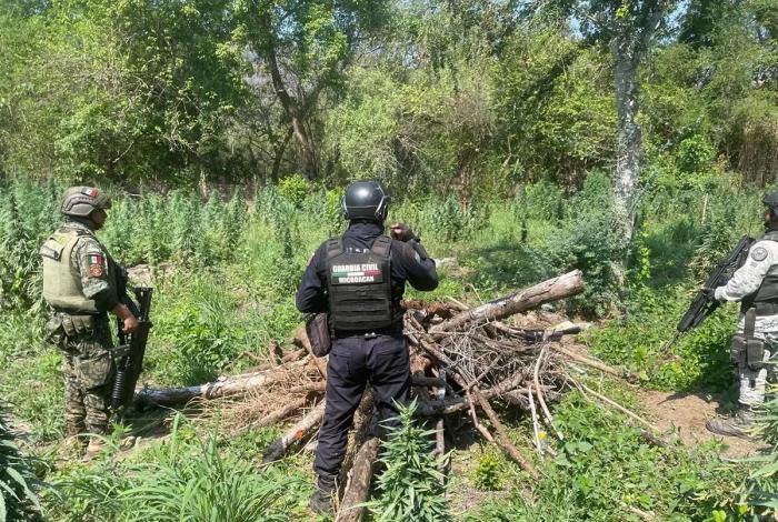 SSP y Defensa destruyen plantío de marihuana en Coahuayana