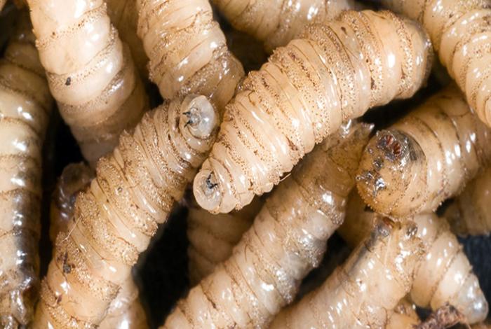 Suman cuatro casos de miasis por gusano barrenador en humanos en el sur de México