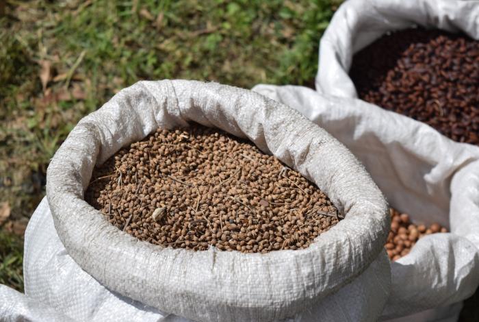 Suman más de 300 mil semillas dispersadas en Michoacán