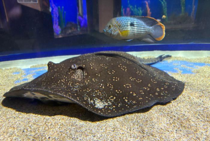  Sumérgete en la diversión con la espectacular pecera 360° del Zoológico de Morelia