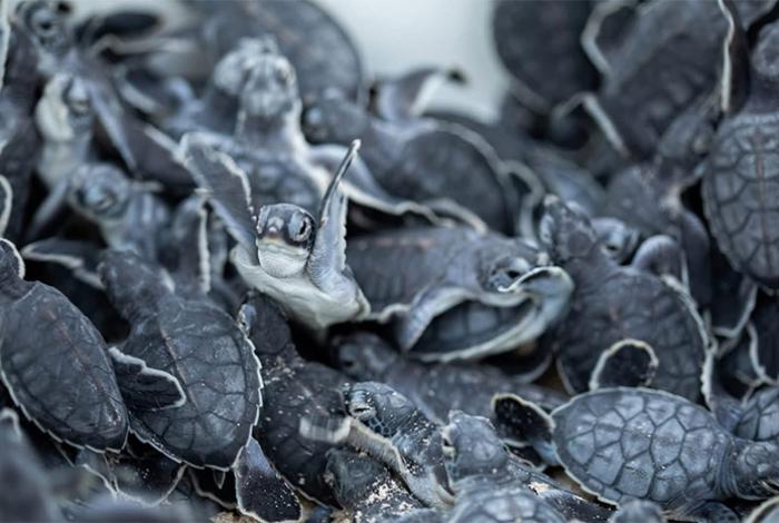 Temporada de desove de tortugas marinas en México: Michoacán recibe a tres de las 7 especies del mundo