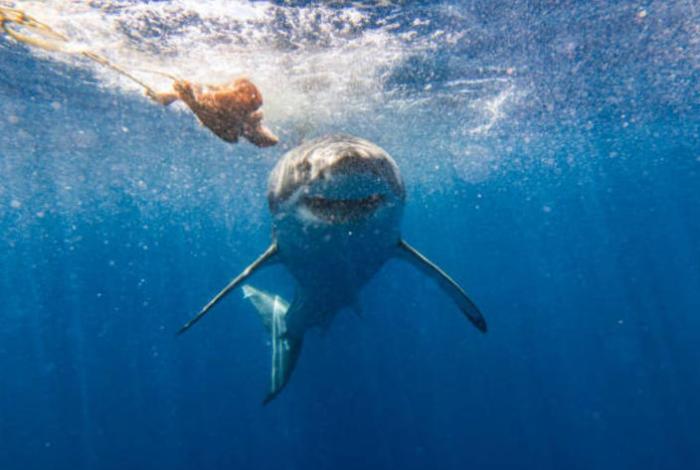 Tiburón de 4 metros ataca a biólogo marino mexicano en Costa Rica