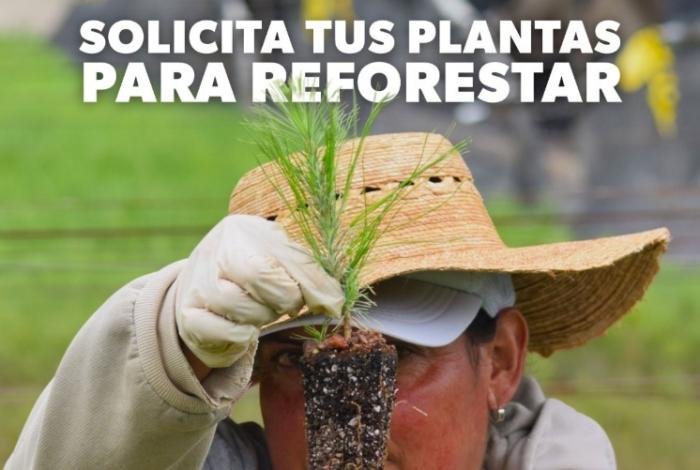 ¿Tienes un predio forestal? Solicita ya en la Cofom tus árboles gratuitos para reforestar