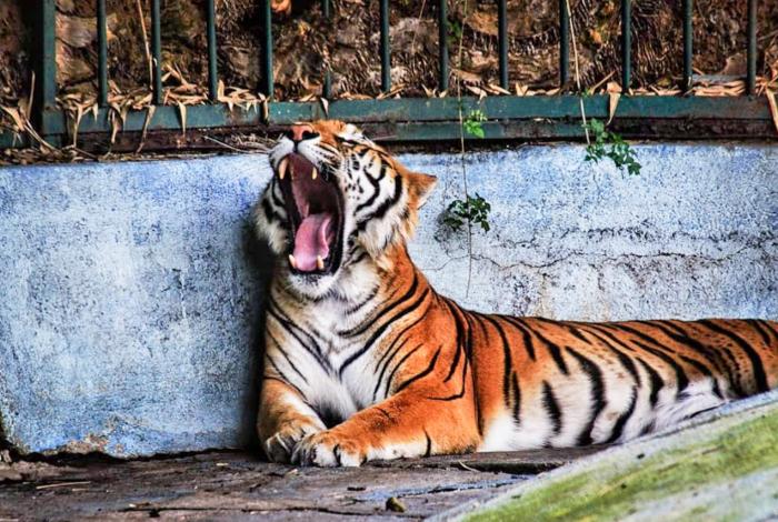 Tigres, únicos e irrepetibles: hoy se conmemora su día