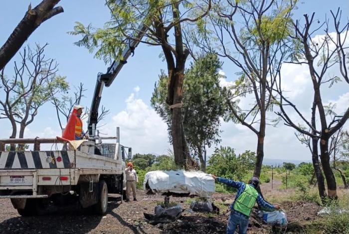 Tras ajuste al proyecto del Morebús, anuncian corredor ecológico en Zona de Tres Puentes con árboles trasplantados y especies nativas