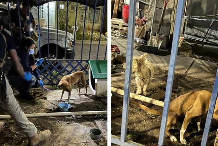 Tras cateo en Villas del Pedregal, FGE rescata a dos caninos víctimas de maltrato animal