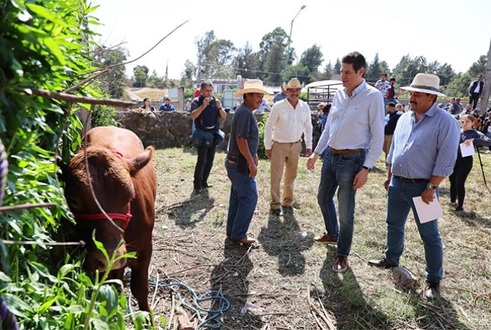 Tras detección de tres casos de gusano barrenador, Gobierno de Morelia toma acciones preventivas