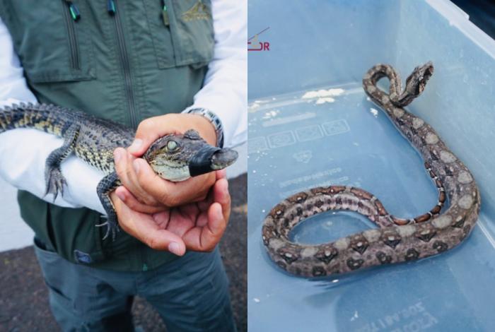Tras entrega voluntaria, crías de cocodrilo de pantano y boa constrictora llegan al Zoológico de Morelia