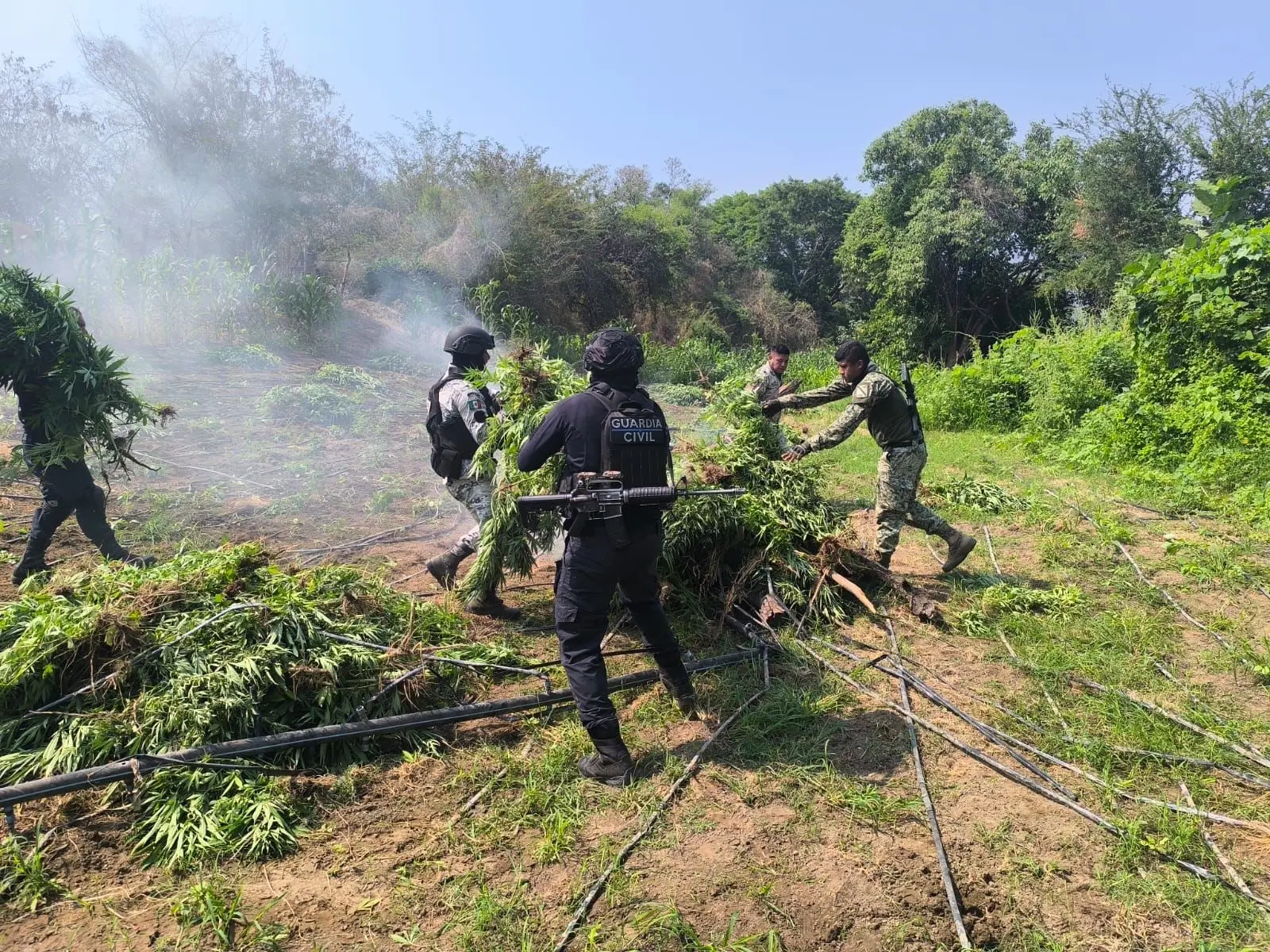 Tras operativo, SSP incinera en Parácuaro plantío con 9 mil plantas de marihuana