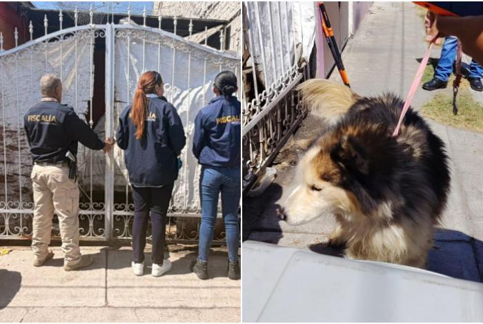 Tras un cateo en Tarímbaro, FGE asegura un perro que sufría maltrato
