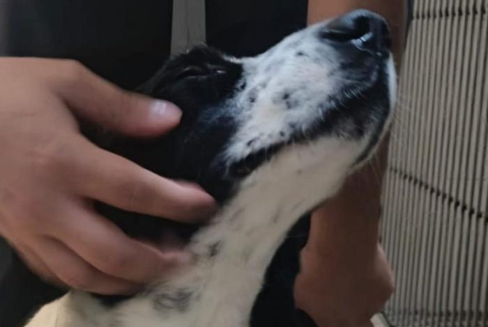 Triunfa Huesitos en los tribunales: justicia declara culpable a su agresora