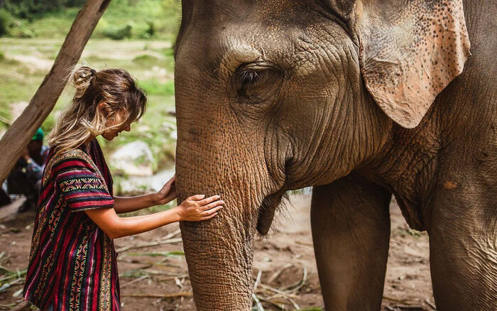 Turista española fallece en Tailandia tras sufrir ataque de elefante