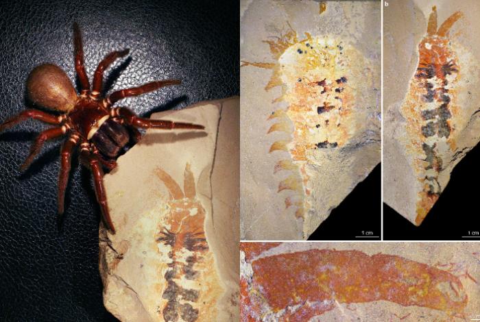 Un fósil retrasa 20 millones de años la historia de las arañas del pasado