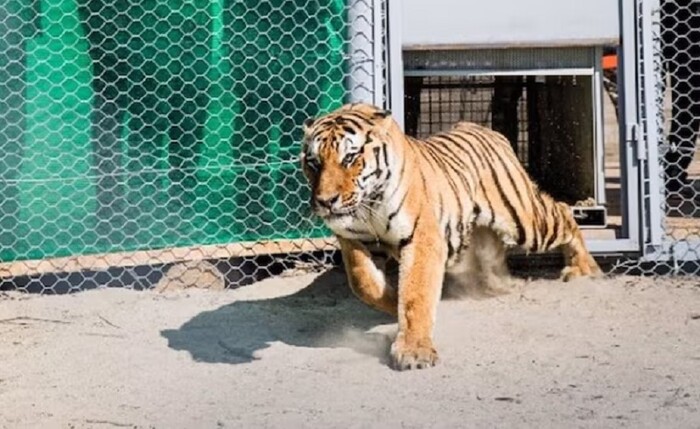 Un hito histórico: vuelven tigres a Kazajistán tras estar extintos durante 70 años