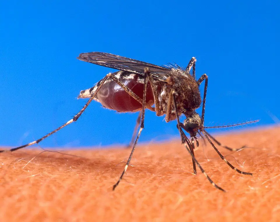 Un millón de Michoacanos fueron protegidos contra el dengue