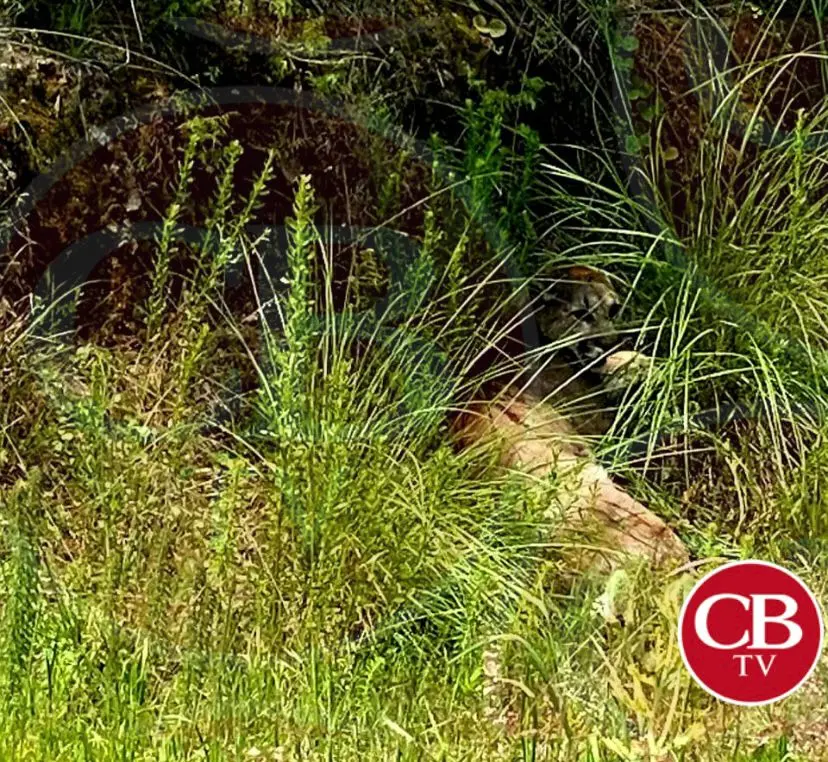 Un Puma anda suelto en Pátzcuaro