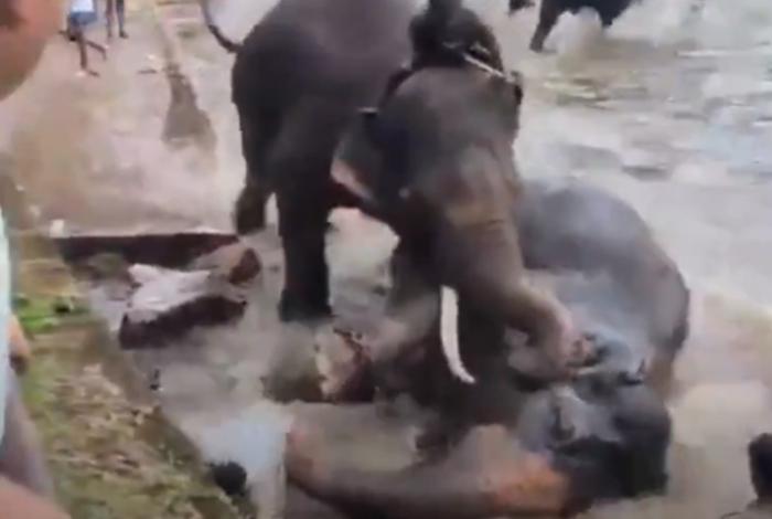 Una turista muere al quedar atrapada en medio de una pelea entre elefantes en la India