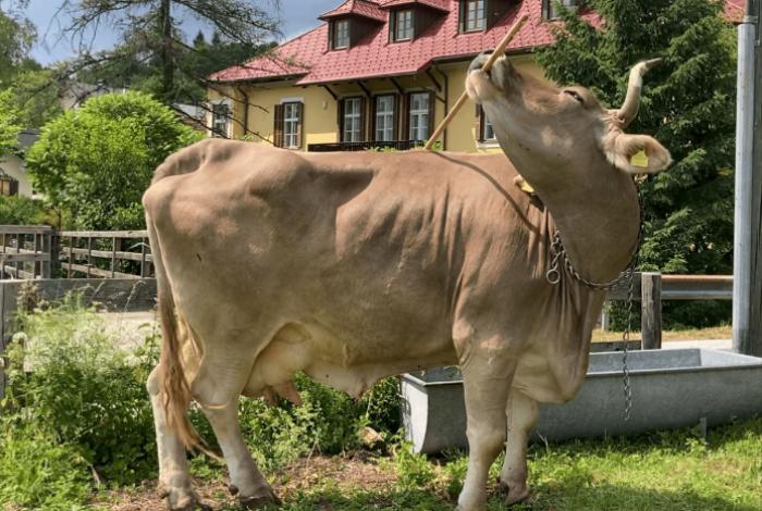 Una vaca usa una herramienta de forma versátil, algo solo documentado en primates