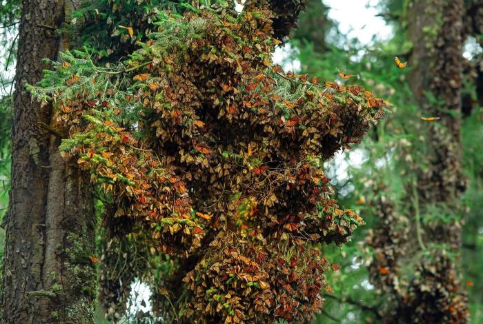 Uso de plaguicidas afecta migración de las mariposas monarca a Michoacán
