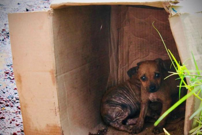 Va Michoacán por iniciativa de ley contra apología del maltrato animal 