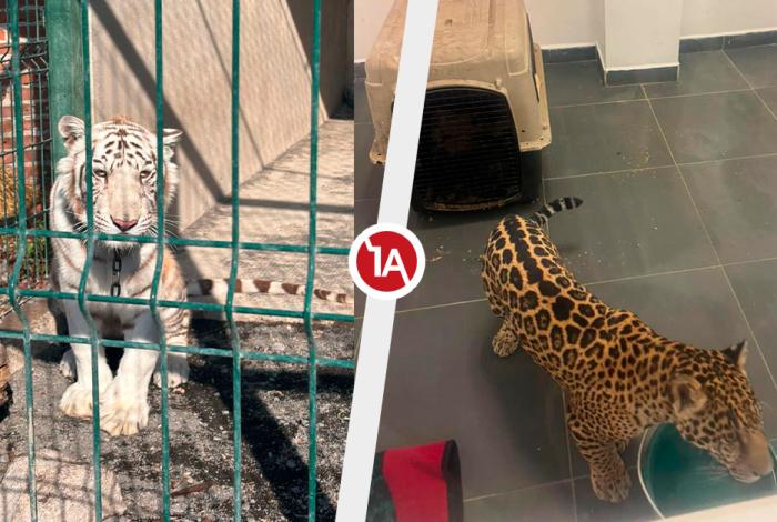 Van más de 345 ejemplares resc4tados por maltr4to animal en Michoacán