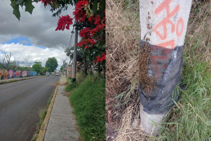 Vecinos de la colonia Ejidal Tres Puentes piden reubicar enjambre de abejas en riesgo, en Morelia