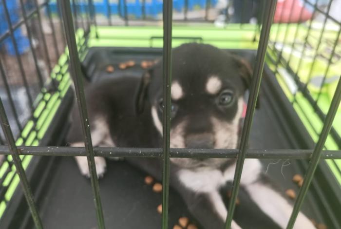 Ven a la Feria de la Adopción de DarAmor