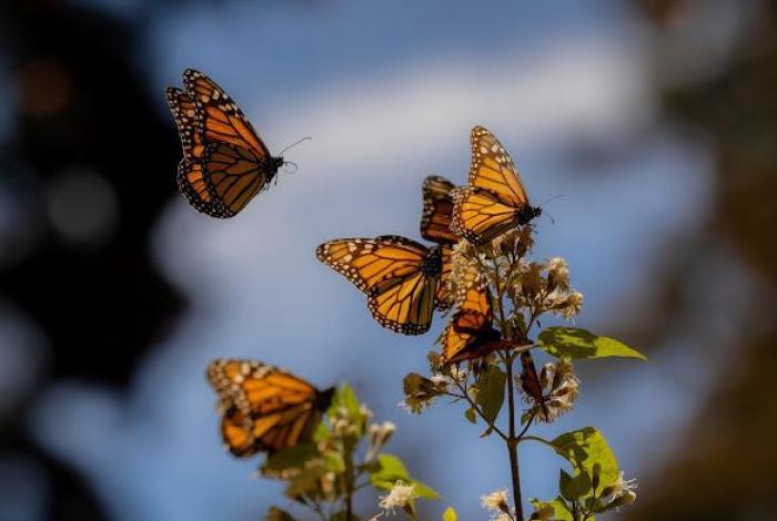 #Video | Abre Bedolla santuarios de la Monarca; llama a EUA y Canadá a acciones de conservación