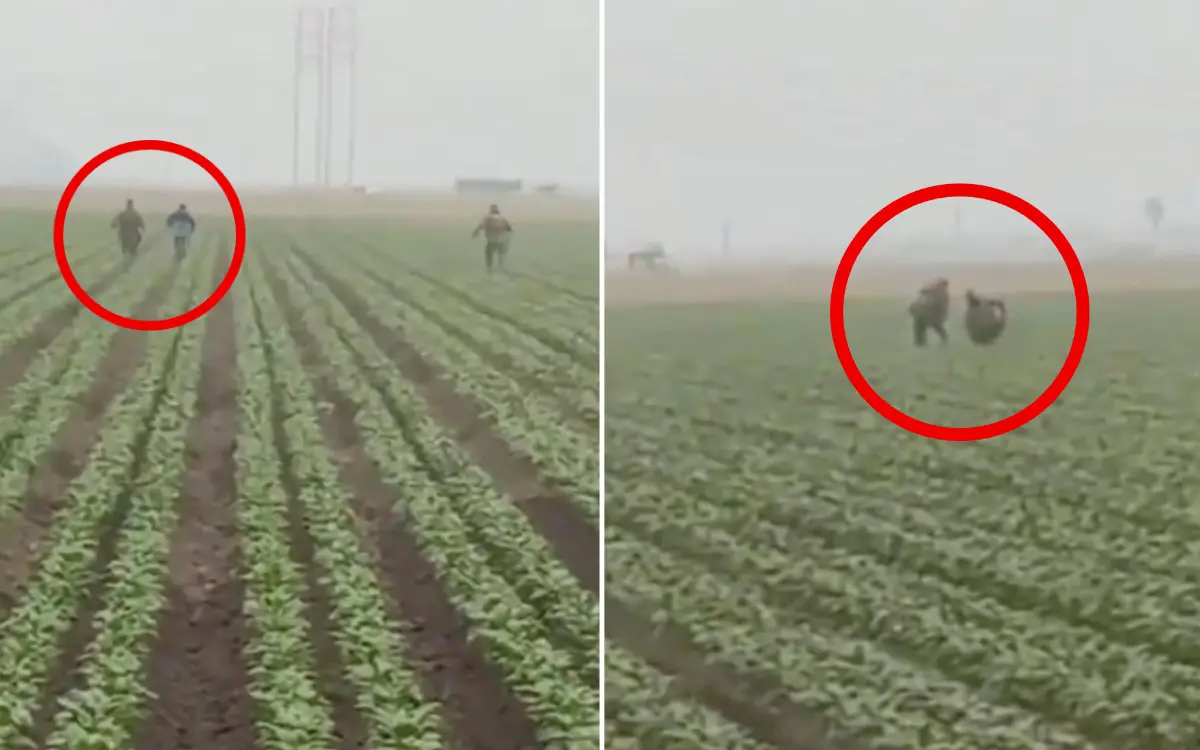 #Video: Agentes de ICE persiguen a trabajadores migrantes en un campo de cultivo en California
