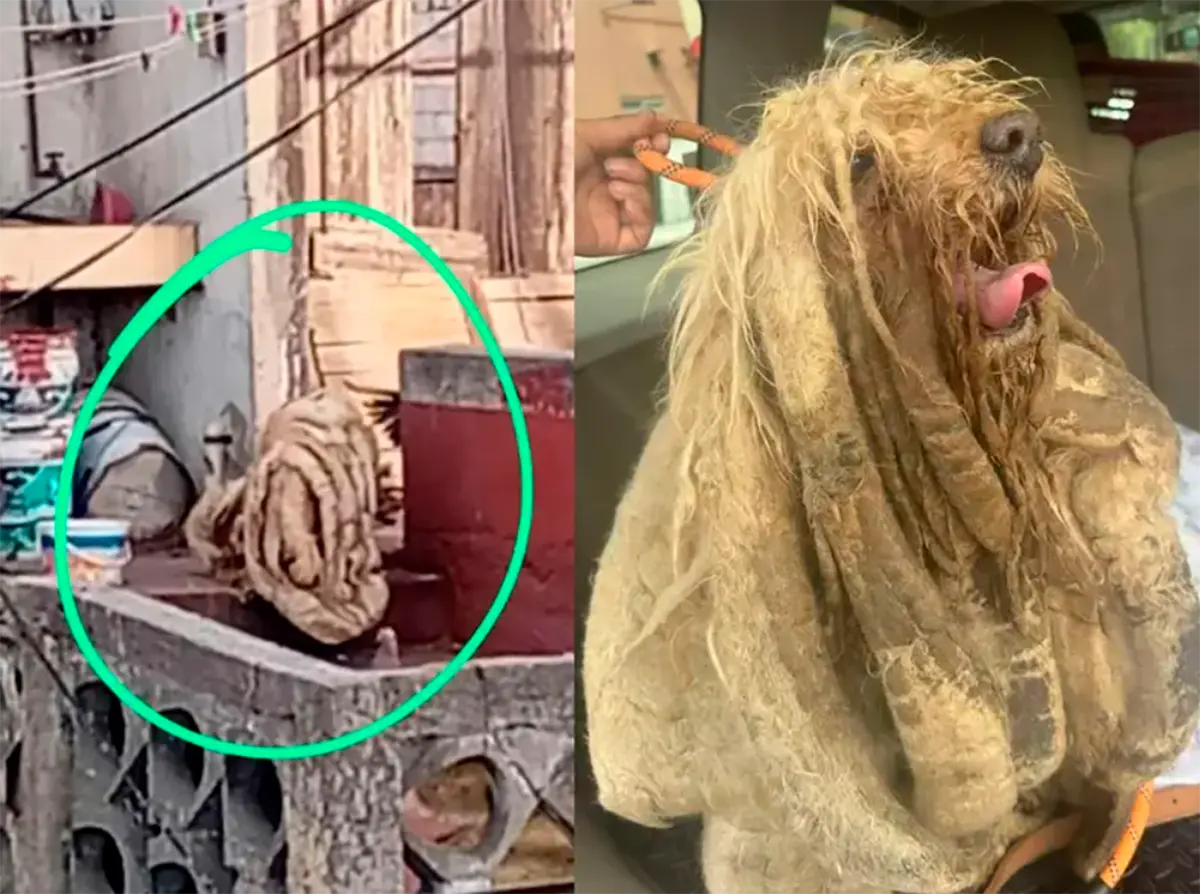 #Video: Así transformaron a Soñador, el perrito que vivió una década confinado