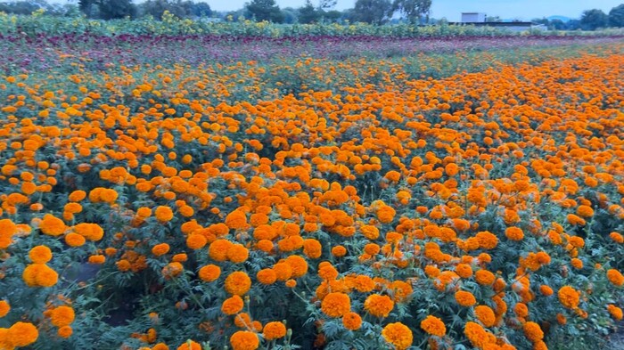 #Video | Conoce la ruta de la Flor de Cempasúchil, un recorrido lleno de color 