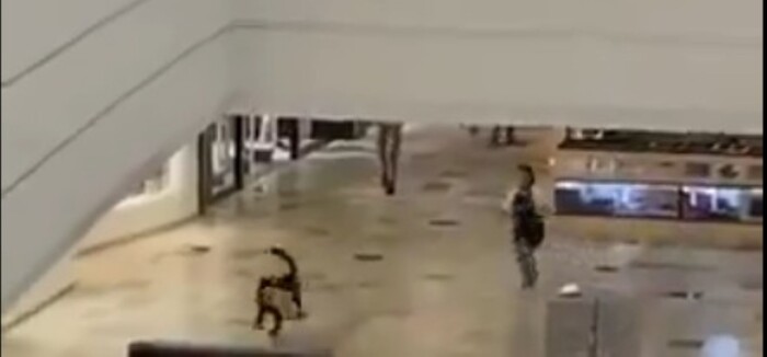 #Video | ¡El ladrón más tierno del condado! Perrito roba un peluche en un centro comercial