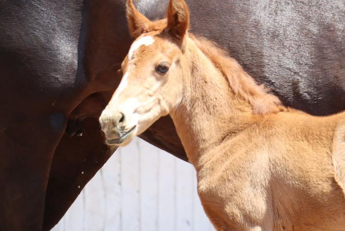 Video | grupamiento de Equinos de la Guardia Civil tiene nueva integrante: la potranca Atenea
