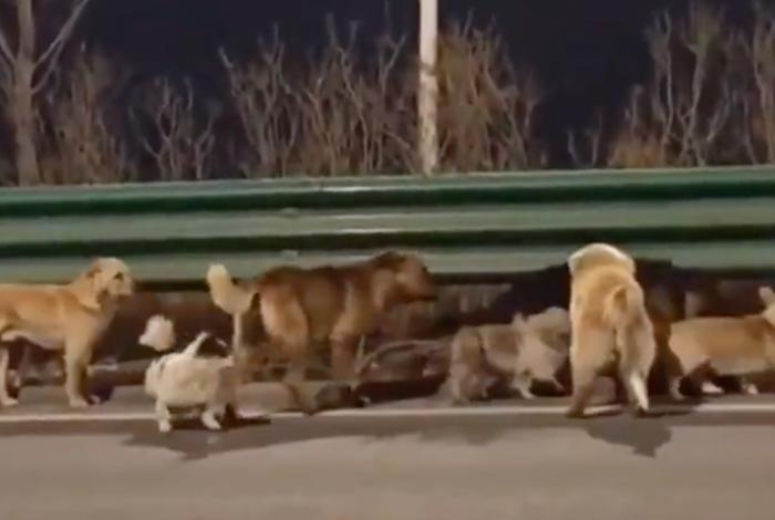 #VIDEO 🥹🐶 Historia que parece de película: Los 7 perros héroes de China