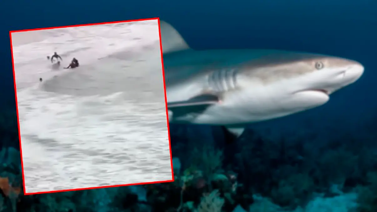 #Video: Nuevo ataque de tiburón, alarma en playas de Australia