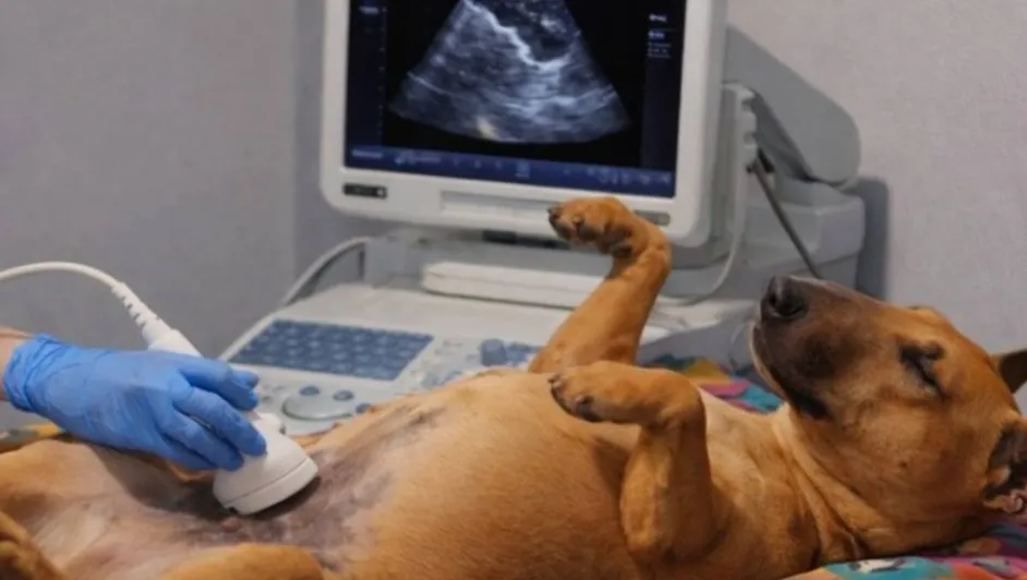 #Video: Perrita viral por serenidad en visita al veterinario