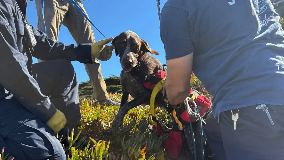 #Video: Perrito es recatado por bomberos, estaba atrapado en un acantilado en San Francisco
