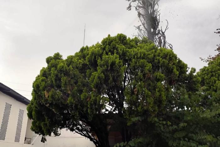 #Video | Árbol se incendia tras ser impactado por un rayo, en la colonia Bocanegra de Morelia