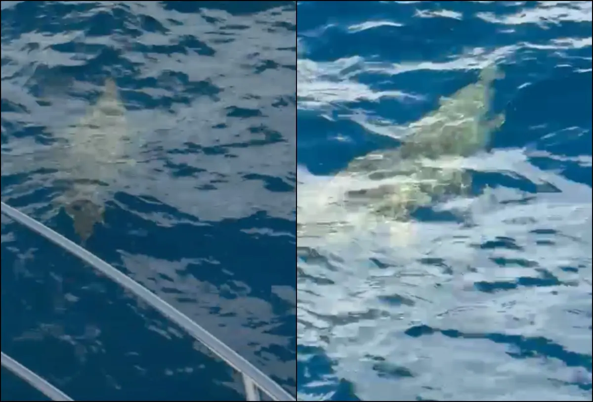 #Video: Turistas encuentran cocodrilo en el mar en Puerto Vallarta