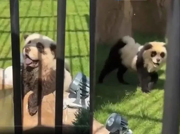  #Video: Zoológico chino pinta perros para hacerlos pasar por pandas