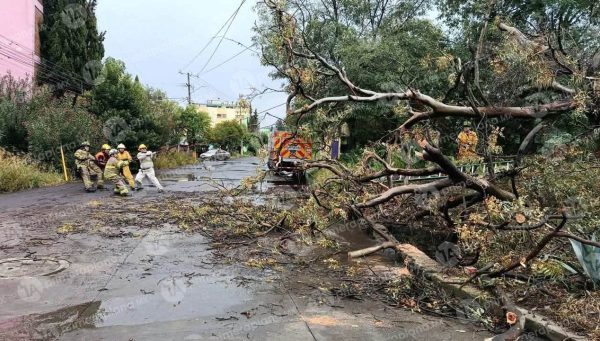 Vientos y lluvias derriban árbol este sábado en Xangari