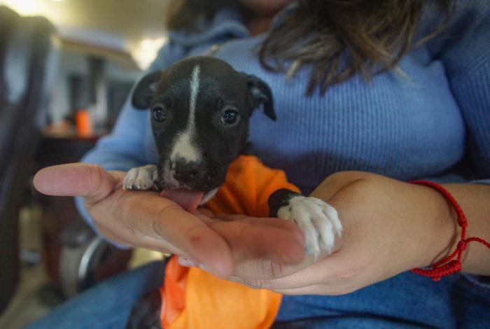 Villas del Pedregal, colonia con más reportes de maltrato animal en Morelia