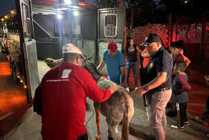 Vinculan a proceso a Álvaro por maltrato animal contra burrito