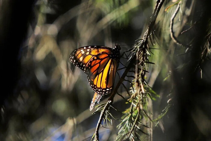  Vive la magia de la Mariposa Monarca en Michoacán