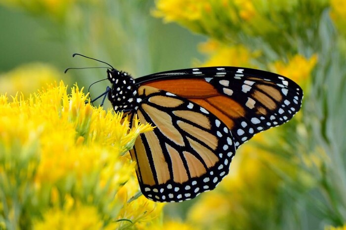 Vive la magia de la Mariposa Monarca en Michoacán